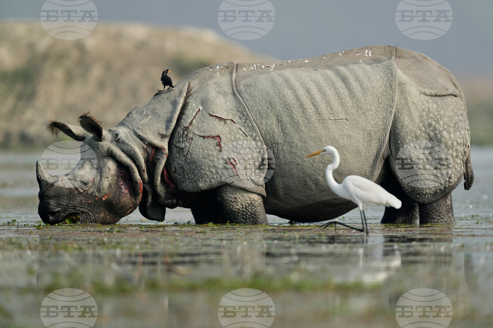 India Migratory Birds