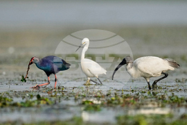 India Migratory Birds