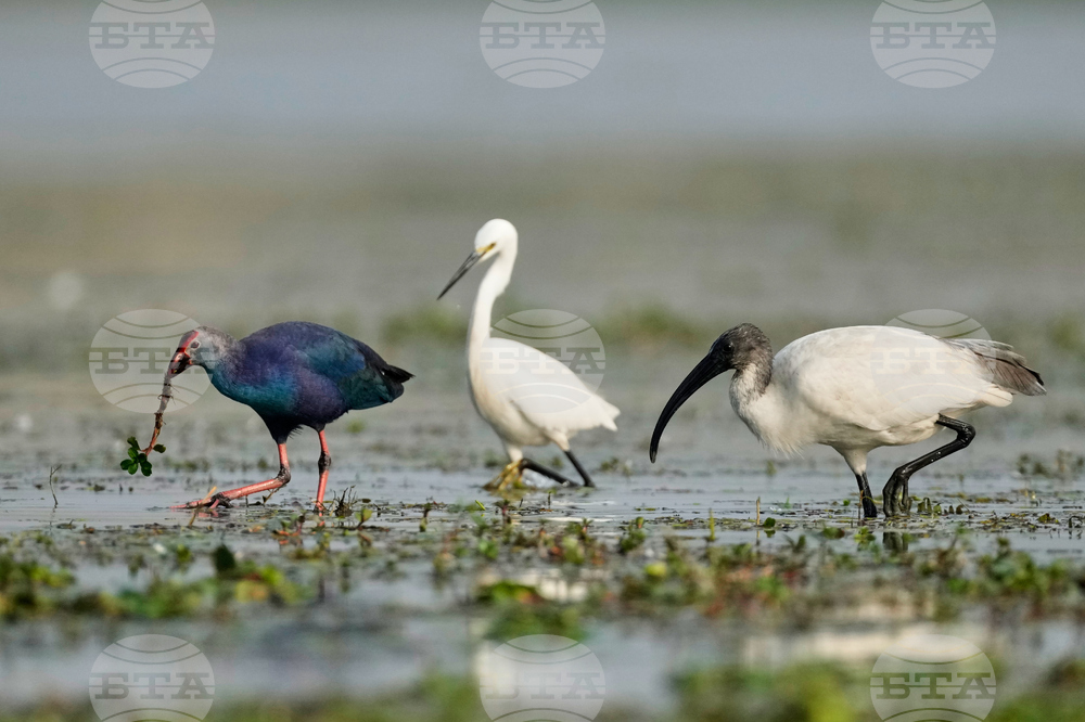 India Migratory Birds