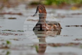 India Migratory Birds