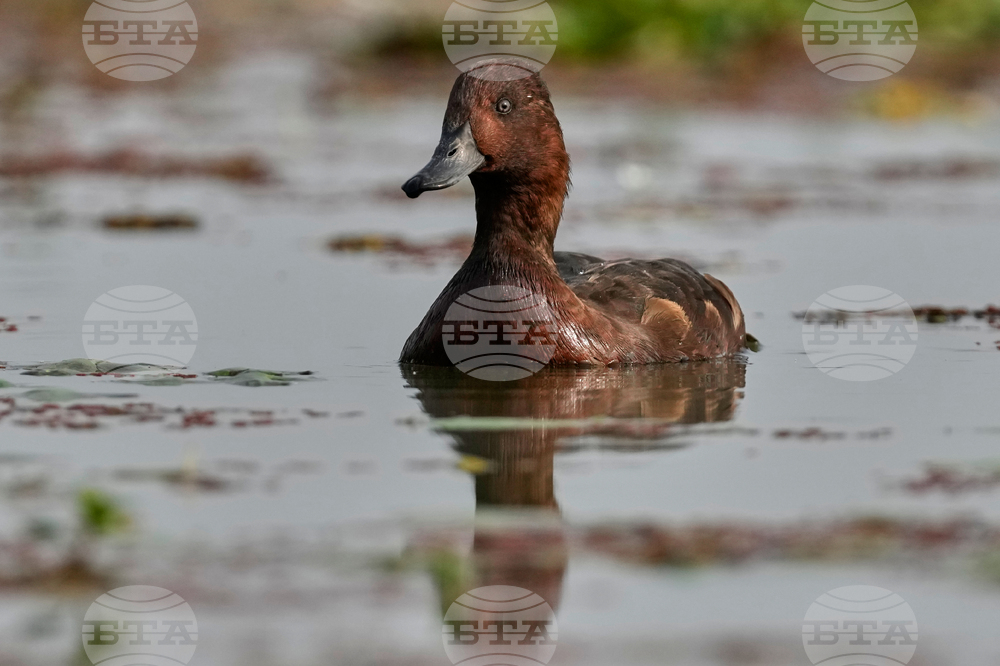 India Migratory Birds