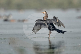 India Migratory Birds