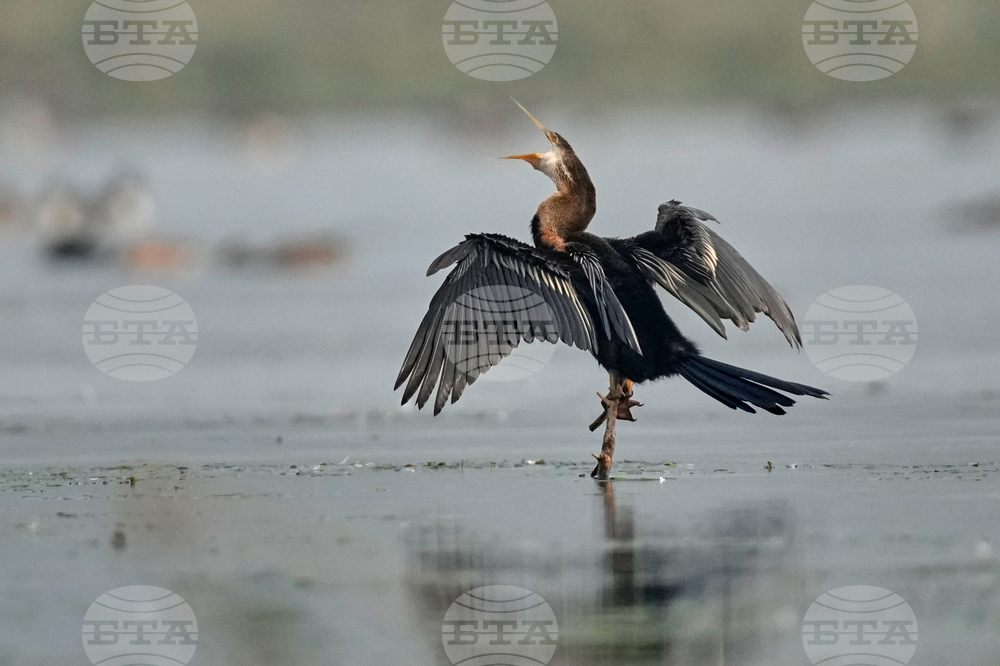 India Migratory Birds