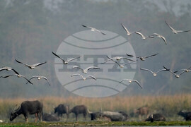 India Migratory Birds