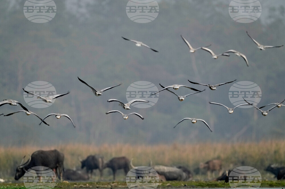 India Migratory Birds