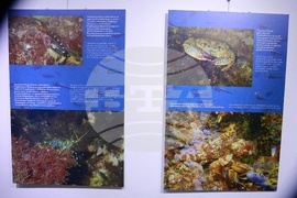 Русе - изложба - книга - представяне