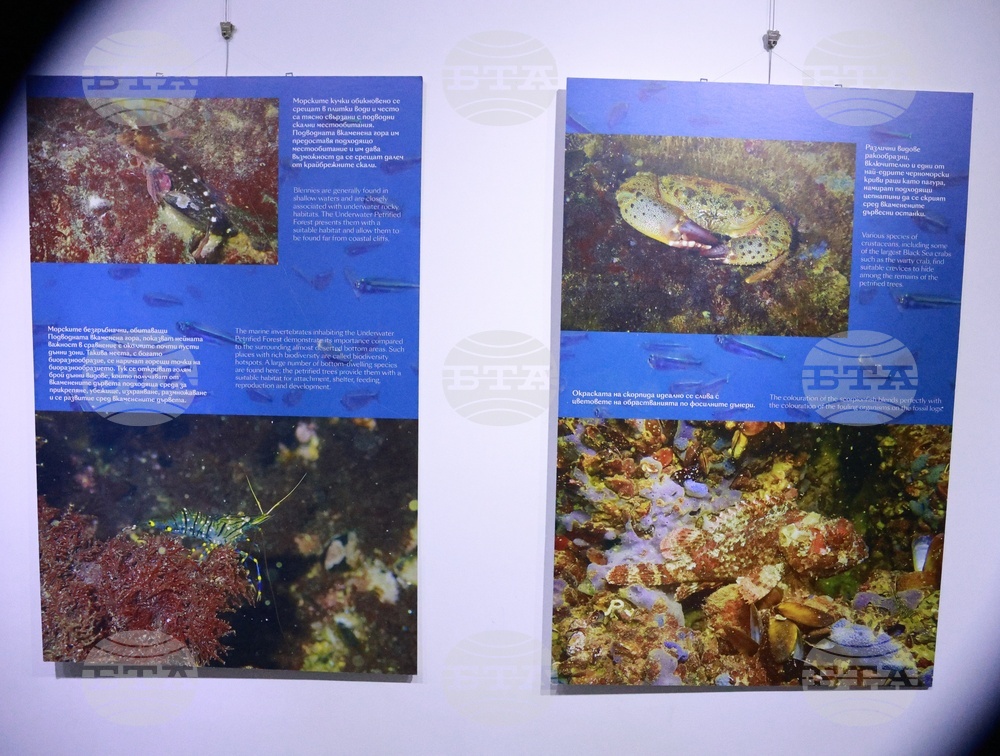 Русе - изложба - книга - представяне