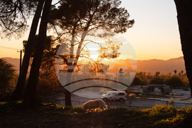 Los Angeles Wildfires Dog's Home