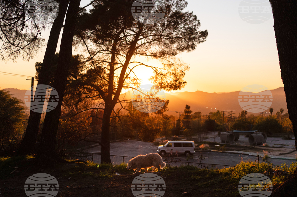 Los Angeles Wildfires Dog's Home