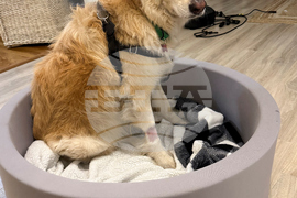 Escaped Dog-Drone Rescue