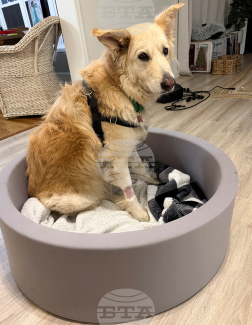 Escaped Dog-Drone Rescue