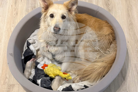 Escaped Dog-Drone Rescue