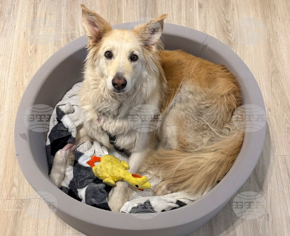 Escaped Dog-Drone Rescue