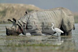 APTOPIX India Migratory Birds