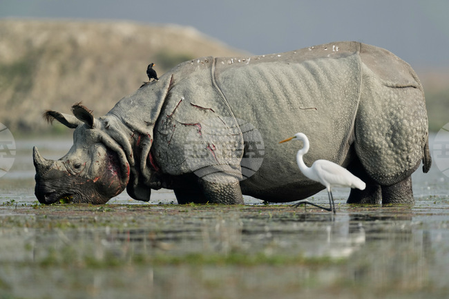 APTOPIX India Migratory Birds