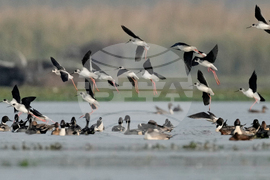 India Migratory Birds