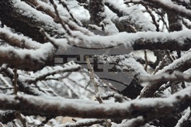 Благоевград - зимна обстановка