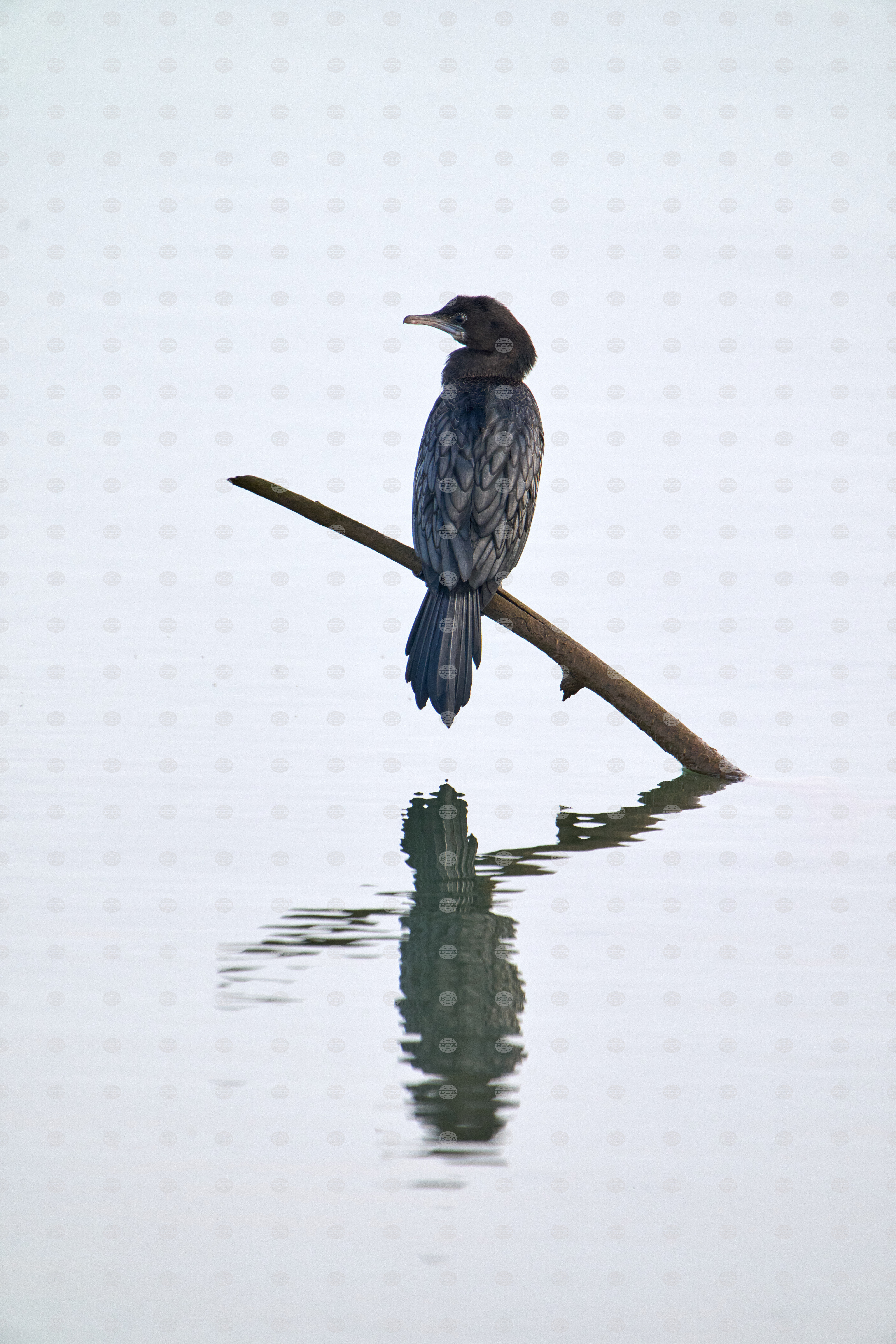 APTOPIX India Wildlife