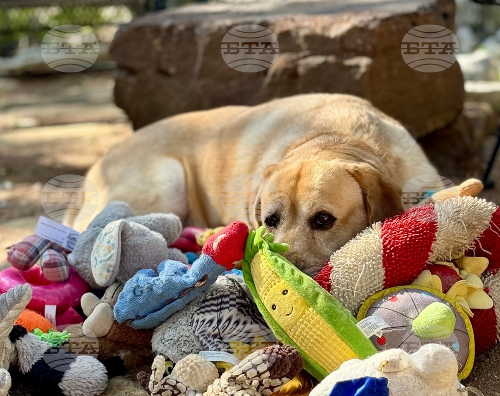 Някои кучета могат да научават имената на играчките си чрез пасивно слушане на разговорите на стопаните си, сочи проучване