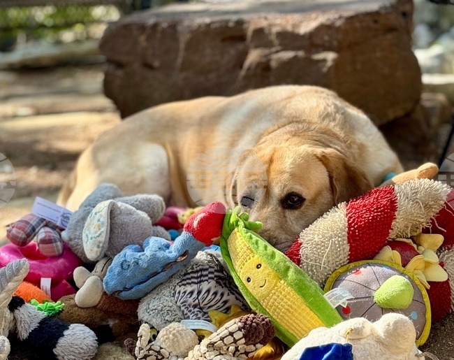 Някои кучета могат да научават имената на играчките си чрез пасивно слушане на разговорите на стопаните си, сочи проучване