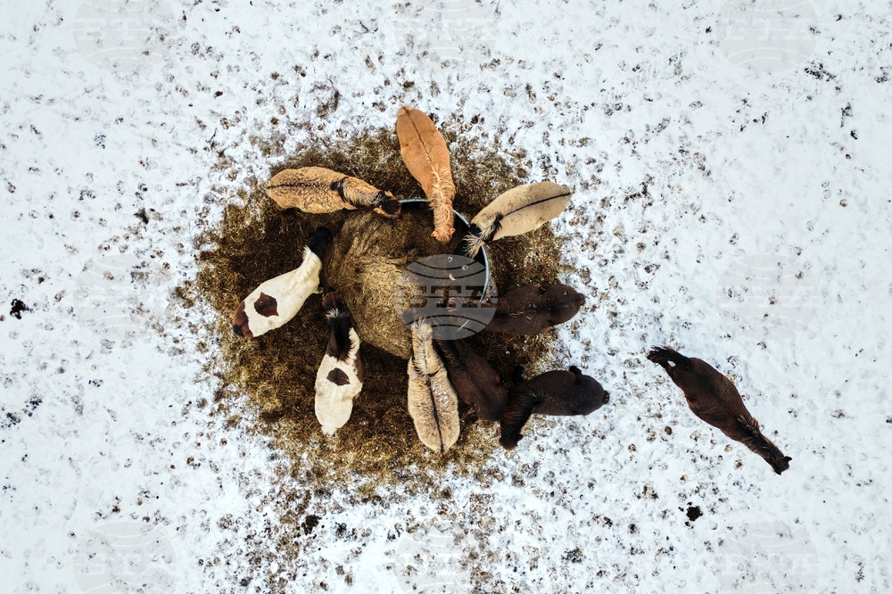 Pictures of the Week Global Photo Gallery