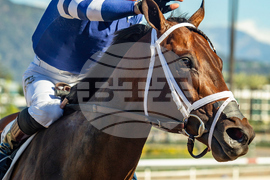 Santa Anita Horse Racing