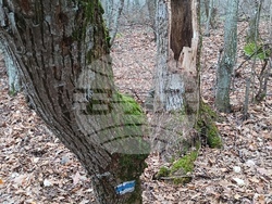 Снимка: Сдружение “Браншова камара на дървообработващата и мебелната промишленост“