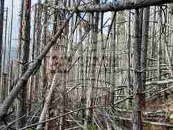 Снимка: Сдружение “Браншова камара на дървообработващата и мебелната промишленост“