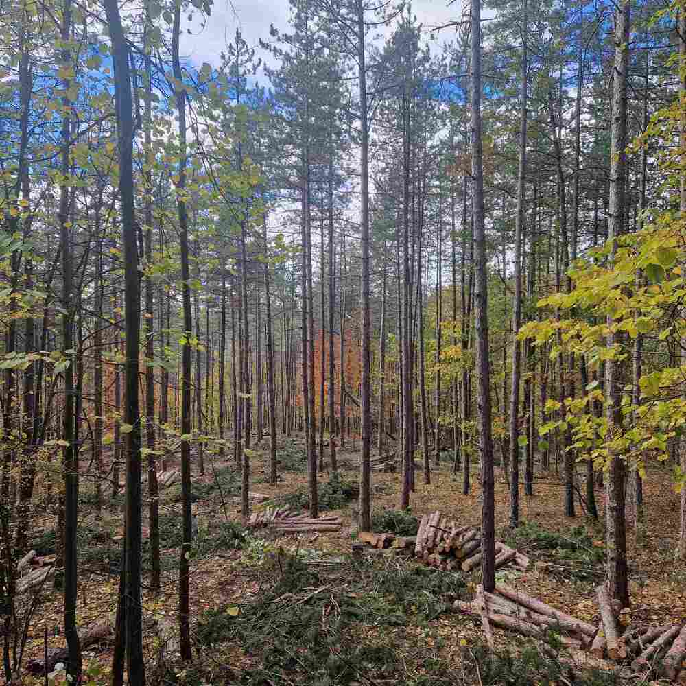 Сдружение “Браншова камара на дървообработващата и мебелната промишленост“: Добивът на дървесина през 2025 се очертава като рекордно слаб