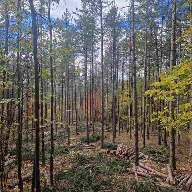 Добивът на дървесина през 2025 г. се очертава като рекордно слаб, посочват от браншова организация