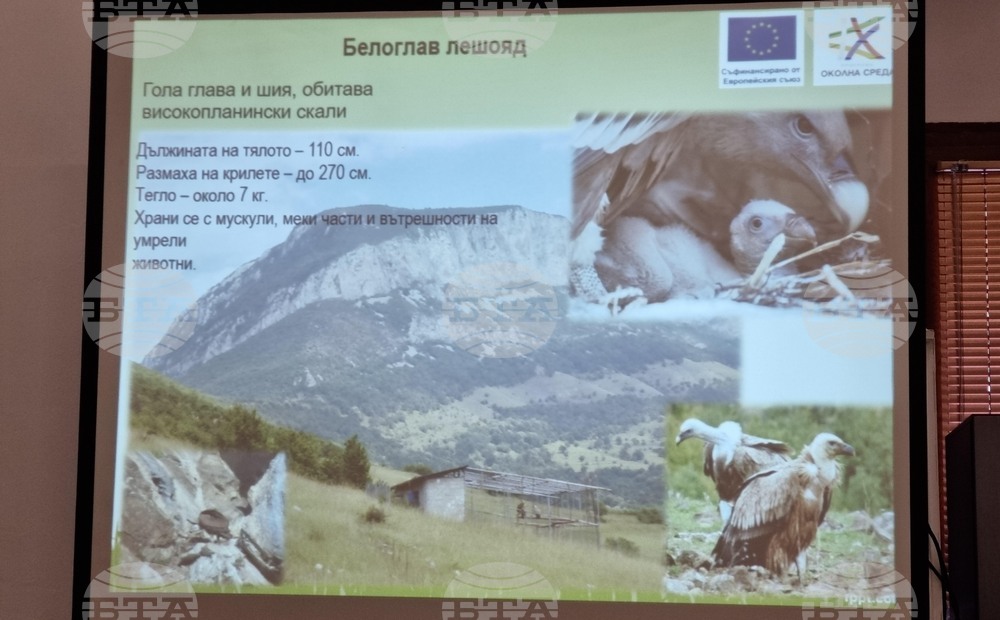 Враца - проект лешояди