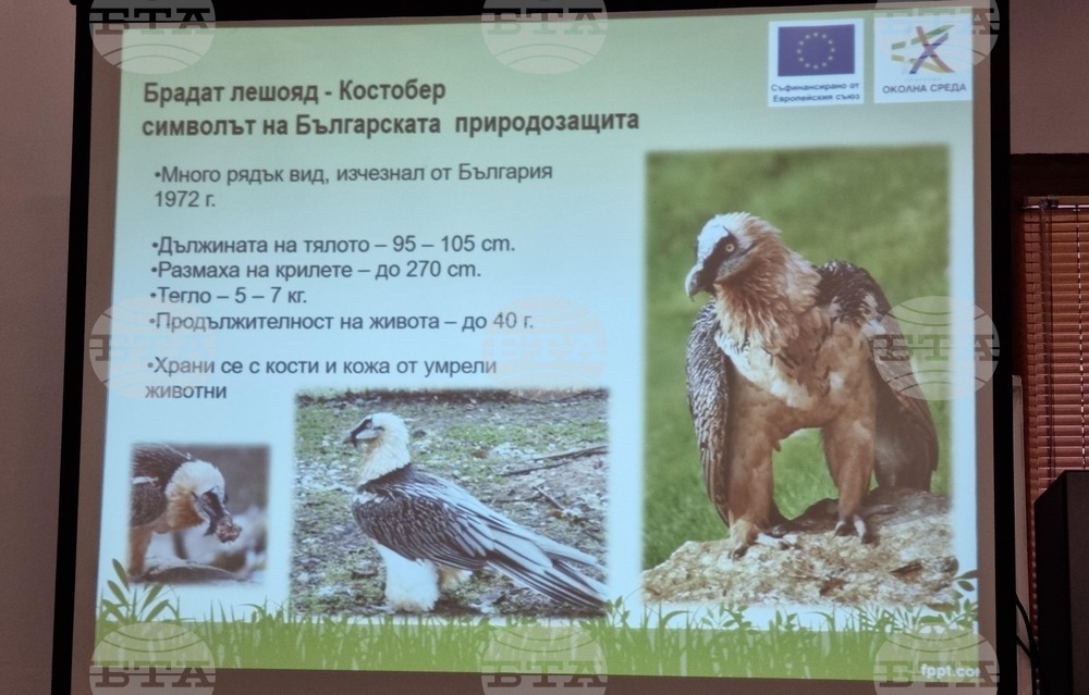 Враца - проект лешояди