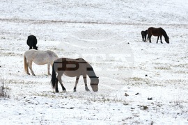 Село Калугерово - коне - зима