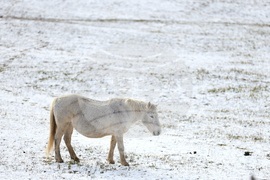 Село Калугерово - коне - зима
