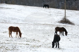 Село Калугерово - коне - зима