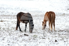Село Калугерово - коне - зима
