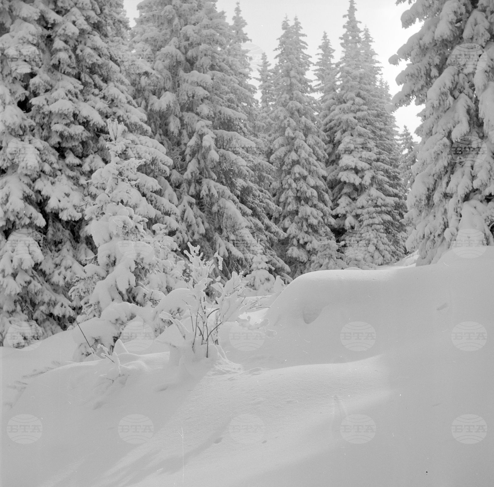 Разходка до Витоша през зимата