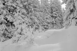 Разходка до Витоша през зимата