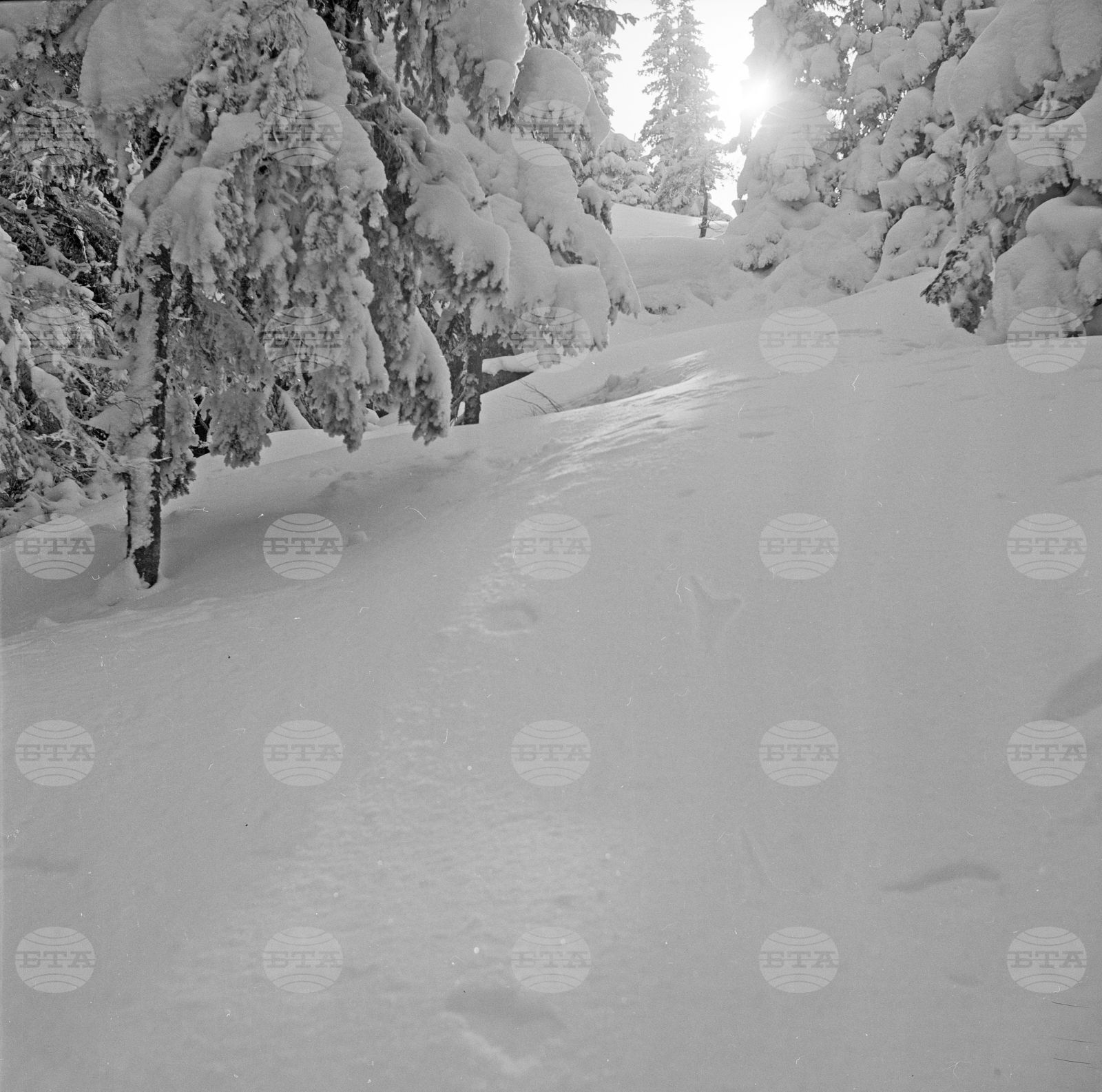 Разходка до Витоша през зимата