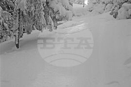 Разходка до Витоша през зимата