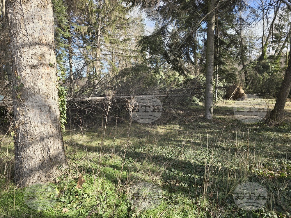 Панагюрище - силен вятър - съборени дървета