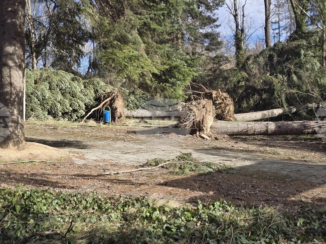 Панагюрище - силен вятър - съборени дървета