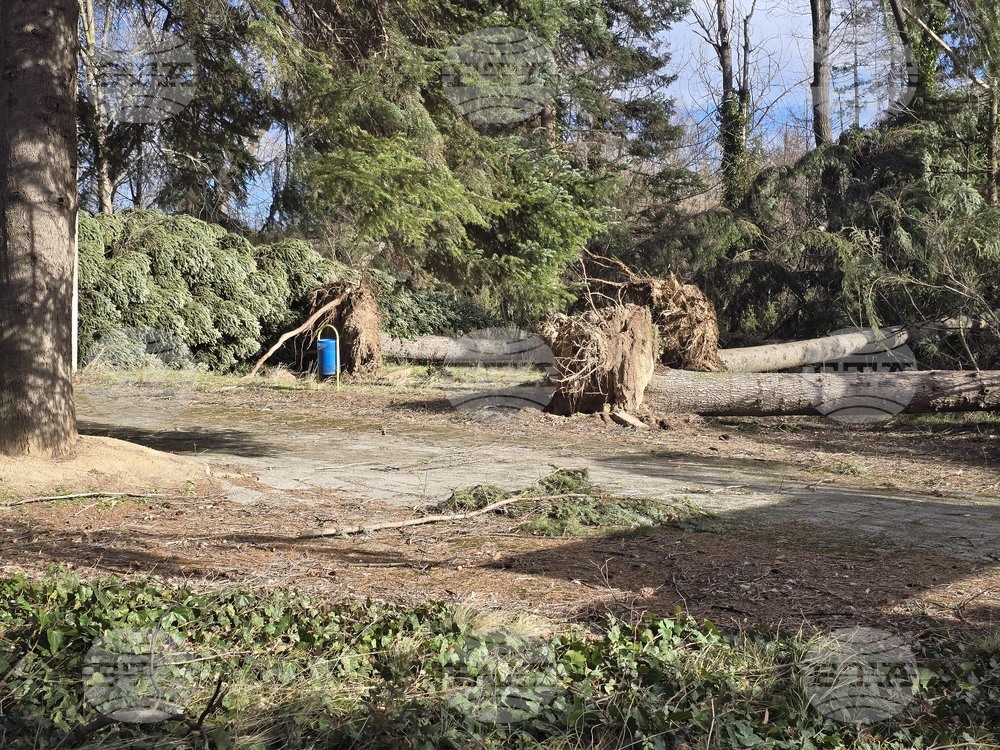 Панагюрище - силен вятър - съборени дървета