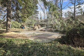 Панагюрище - силен вятър - съборени дървета