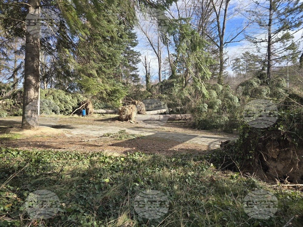 Панагюрище - силен вятър - съборени дървета