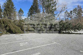 Панагюрище - силен вятър - съборени дървета