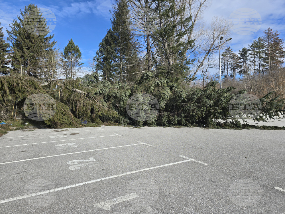 Панагюрище - силен вятър - съборени дървета