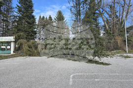 Панагюрище - силен вятър - съборени дървета