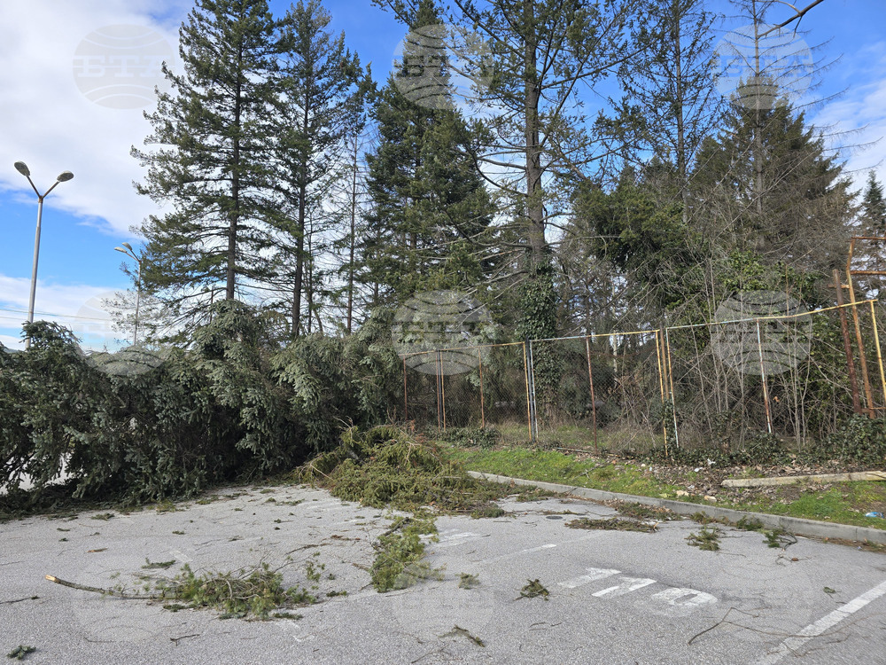 Панагюрище - силен вятър - съборени дървета