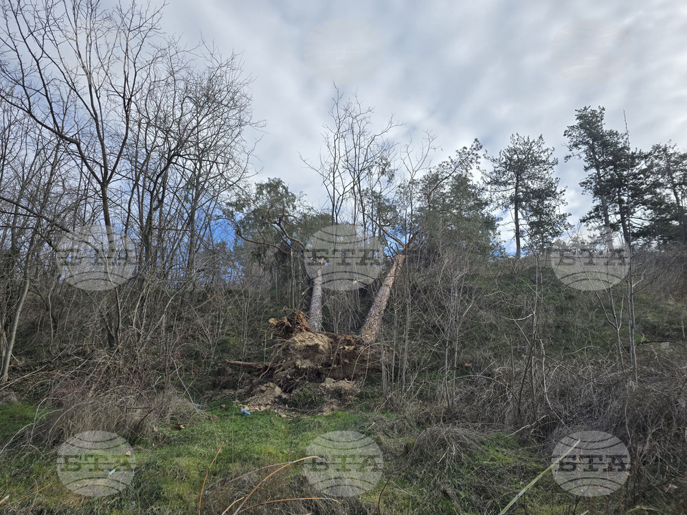 Панагюрище - силен вятър - съборени дървета